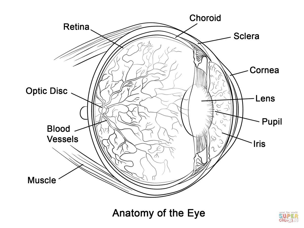 Human Eye Anatomy Coloring Page | Free Printable Coloring Pages - Free Anatomy Coloring Pages Printable