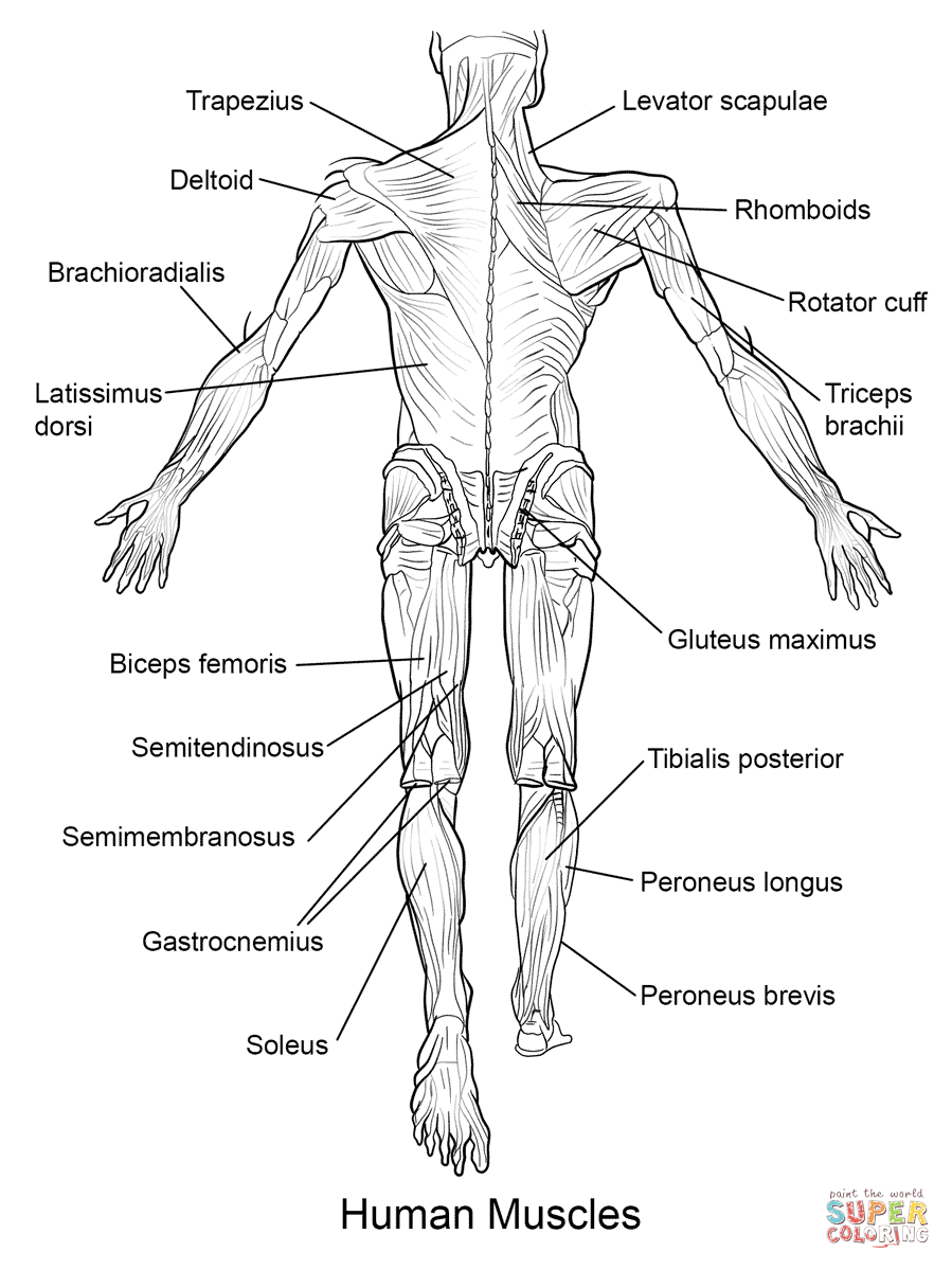 Human Muscles Back View Coloring Page | Free Printable Coloring Pages - Free Printable Anatomy Pictures