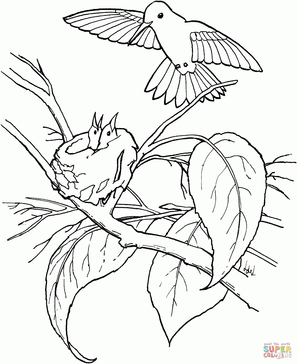 Hummingbirds Coloring Pages | Free Coloring Pages - Free Printable Pictures Of Hummingbirds