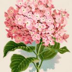 Instant Art Printable Download   Hydrangea Botanical Print   The   Free Printable Decoupage Flowers