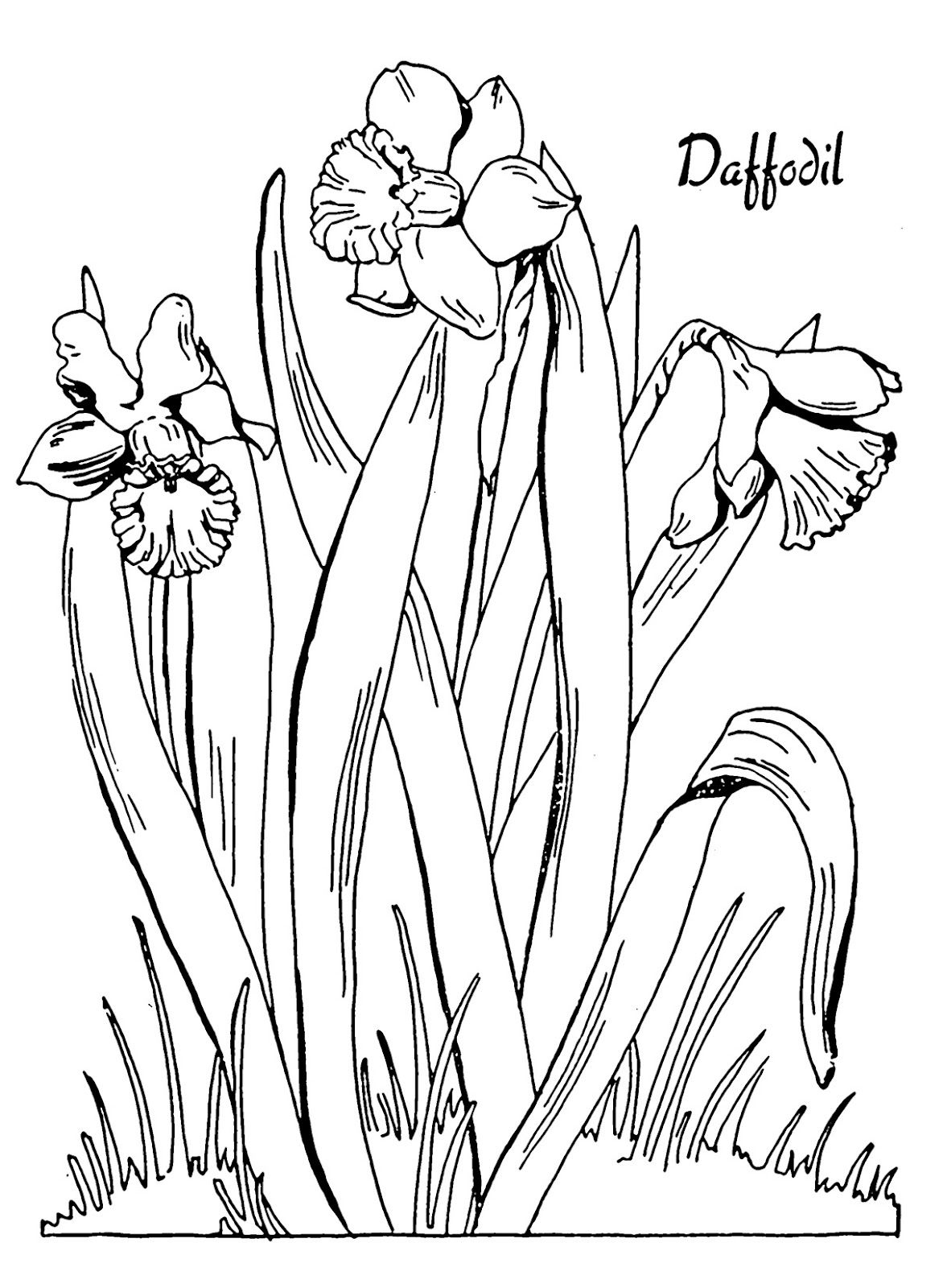 Kids Printable - Daffodil Coloring Page | Zcards (Flowers/leaves - Free Printable Pictures Of Daffodils