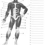 Label Muscles Worksheet | Body Muscles | Pinterest | Muscle Anatomy   Free Printable Muscle Flashcards