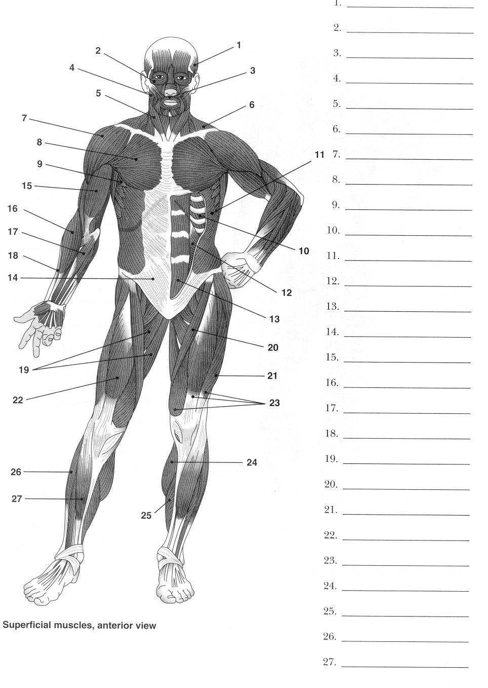 Label Muscles Worksheet | Body Muscles | Pinterest | Muscle Anatomy - Free Printable Muscle Flashcards