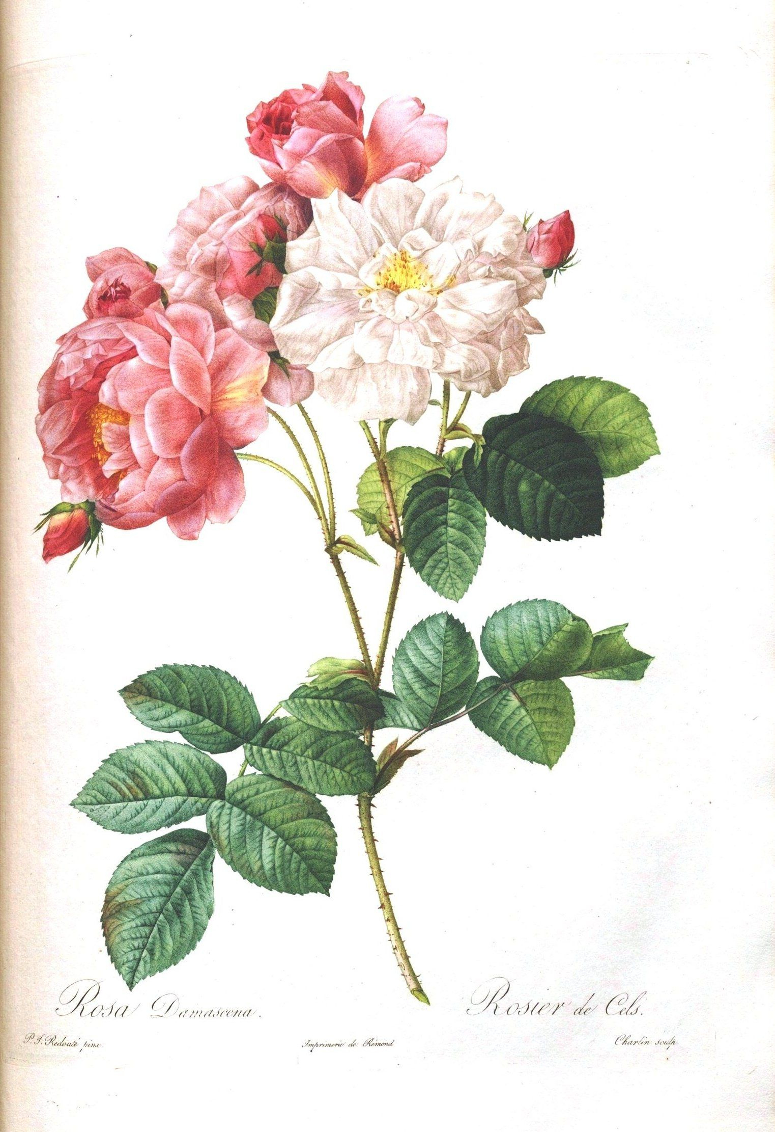 Loads Of Them!!! Free!!! Vintage Printable – Botanical – 7 | Vintage - Free Printable Roses