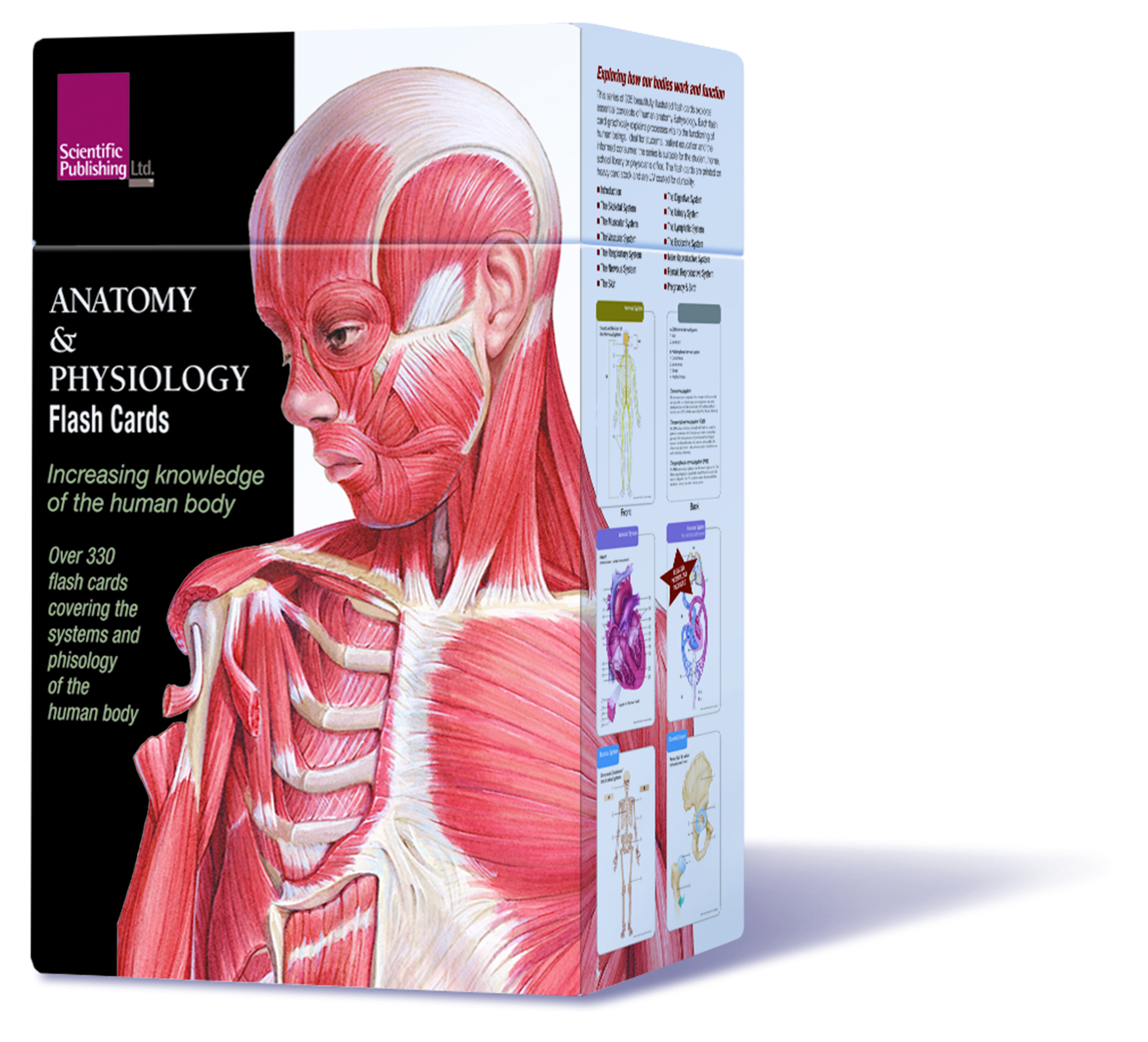 Muscle Anatomy Flash Cards And Anatomy Flash Cards Printable - Free Printable Muscle Flashcards