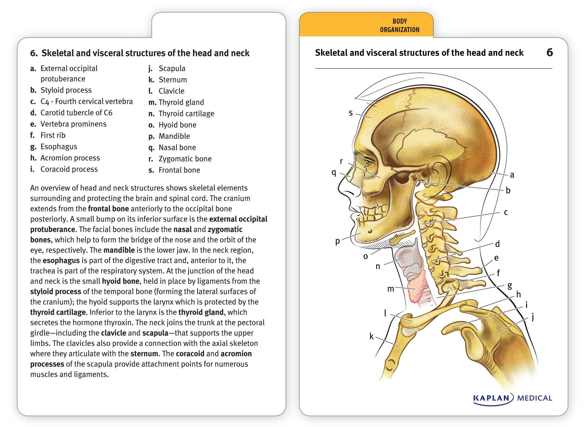 Muscle Anatomy Flash Cards And Anatomy Flash Cards Printable - Free Printable Muscle Flashcards