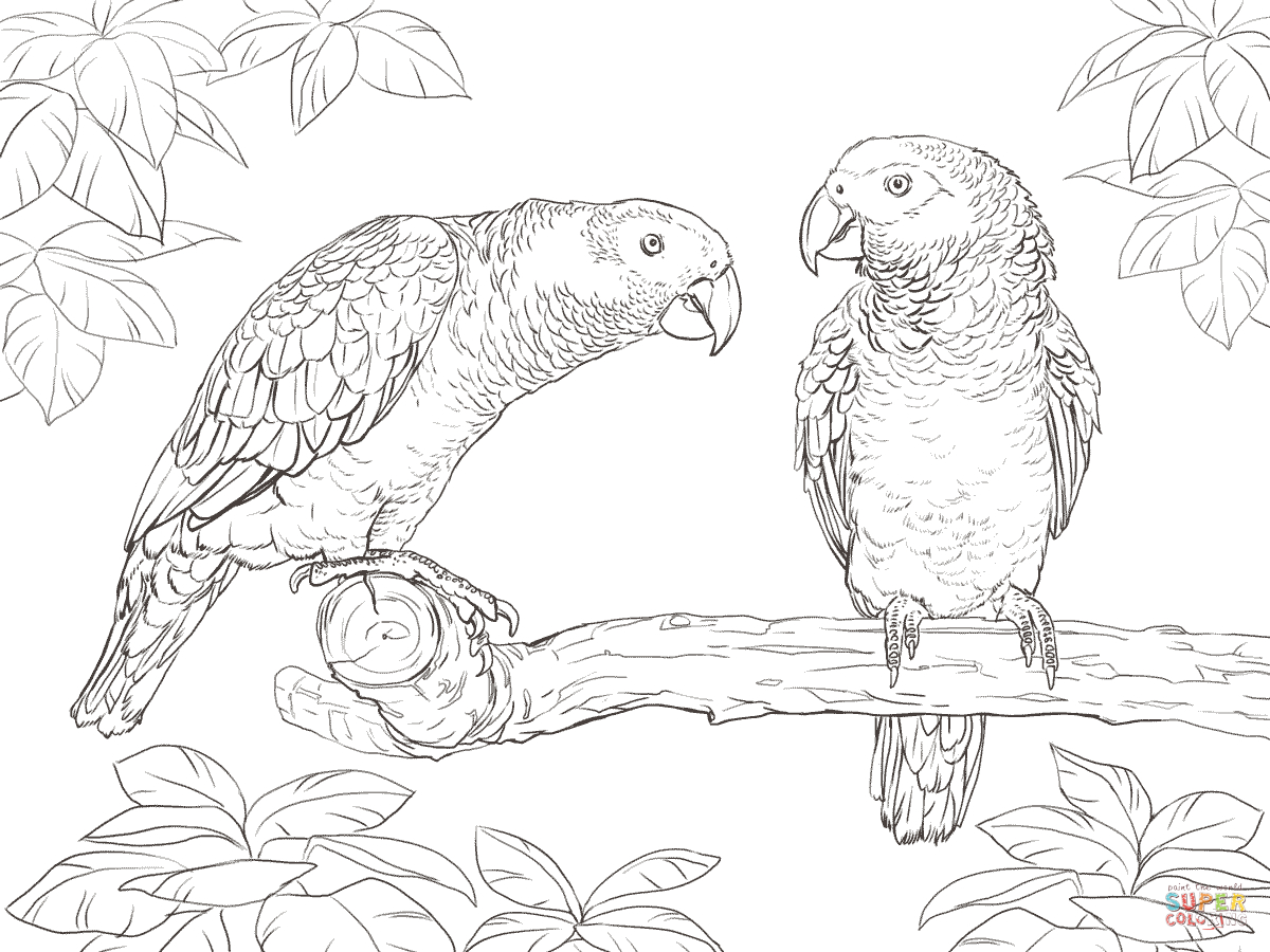 Parrots Coloring Pages | Free Coloring Pages - Free Printable Parrot Coloring Pages