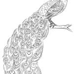 Peacock Coloring Pages Page Free Printable 755×1153 Attachment   Free Printable Peacock Pictures