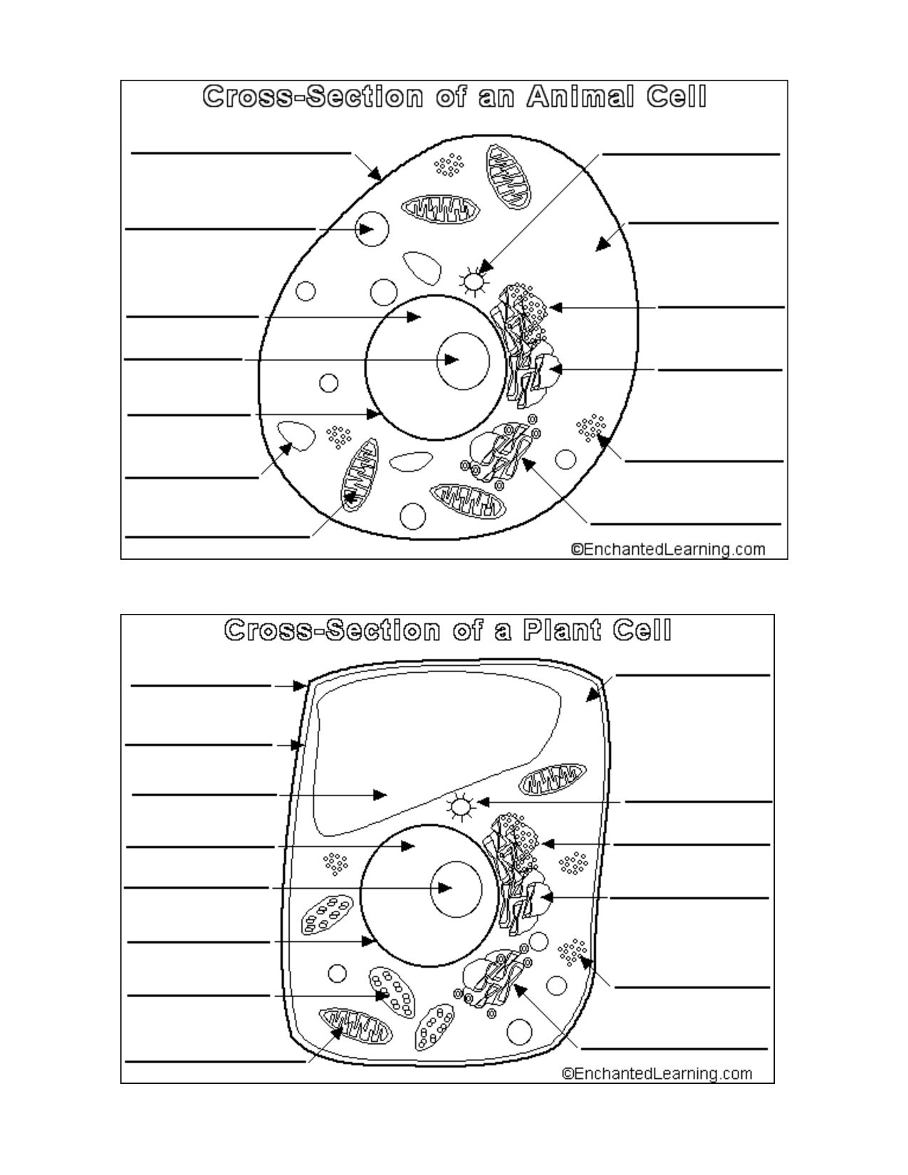 Perfect Animal And Plant Cells Worksheet 61 For Animal Cell Diagram - Free Printable Cell Worksheets
