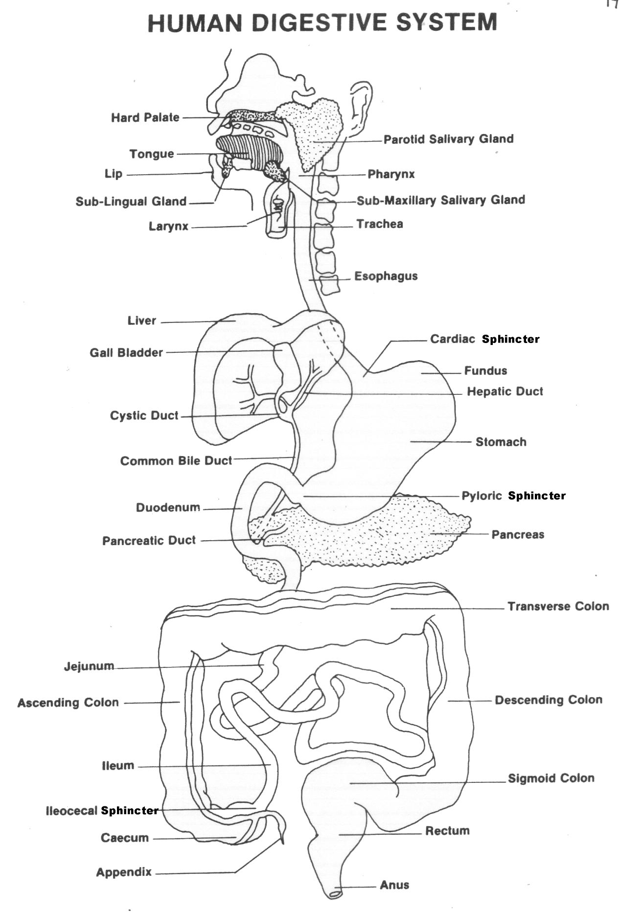 Pintracy Kirk-Briscoe On Respiratory System | Pinterest | Human - Free Printable Human Anatomy Worksheets