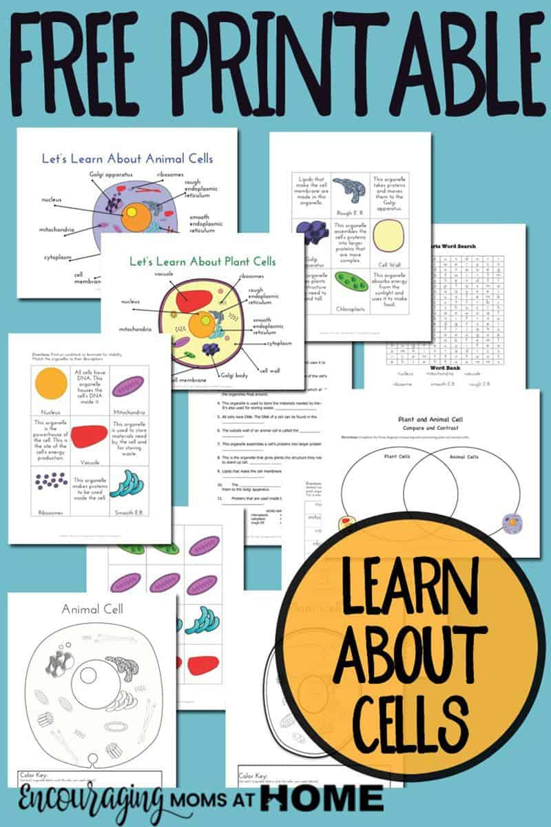 Plant And Animal Cell Printables Grades 4-6 - Free Printable Cell Worksheets