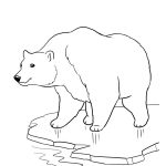 Polar Bears Coloring Pages. Printable Polar Bear Coloring Pages   Polar Bear Printable Pictures Free