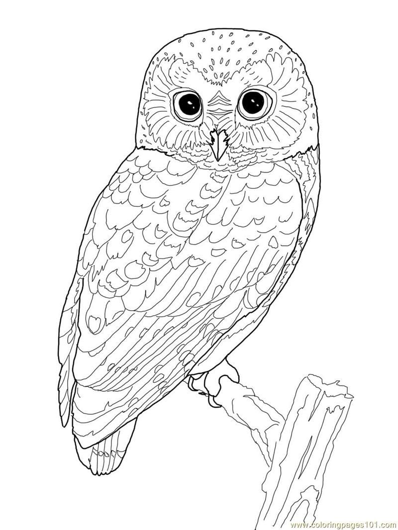 Printable Owl Coloring Page | Coloring Pages Owl (Birds &amp;gt; Owl - Free Printable Owl Coloring Sheets