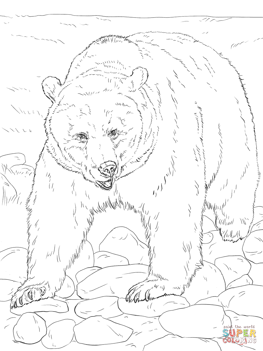 Realistic Grizzly Bear Coloring Page | Free Printable Coloring Pages - Free Printable Realistic Animal Coloring Pages