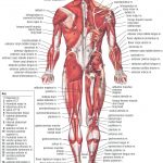 Spanish Body Parts Worksheet – Doublerbitcoin.club   Free Printable Muscle Flashcards