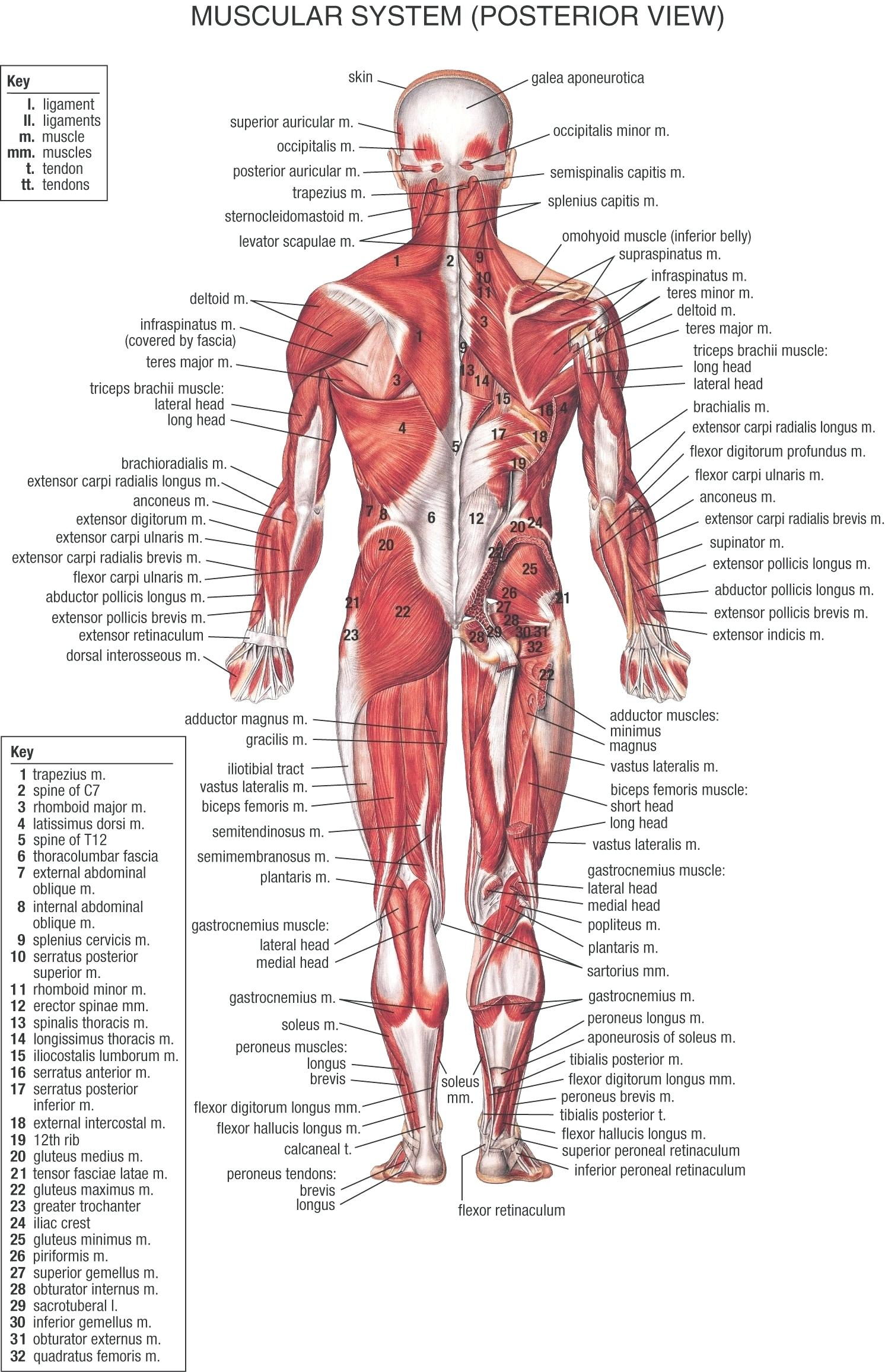 Spanish Body Parts Worksheet – Doublerbitcoin.club - Free Printable Muscle Flashcards