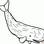 Sperm Whale Coloring Page | Free Printable Coloring Pages   Free Printable Whale Template