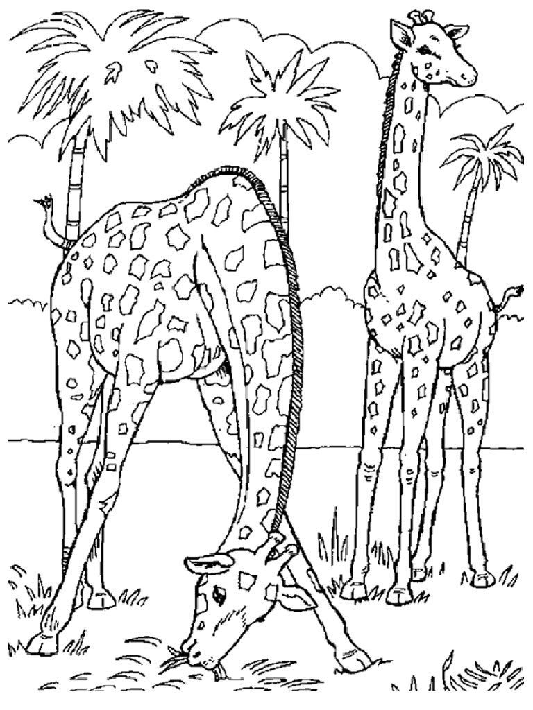 Wild Animal Coloring Pages | Animal Coloring Pages | Pinterest - Free Printable Wild Animal Coloring Pages