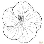 Yellow Hibiscus Coloring Page | Free Printable Coloring Pages   Free Printable Hibiscus Coloring Pages