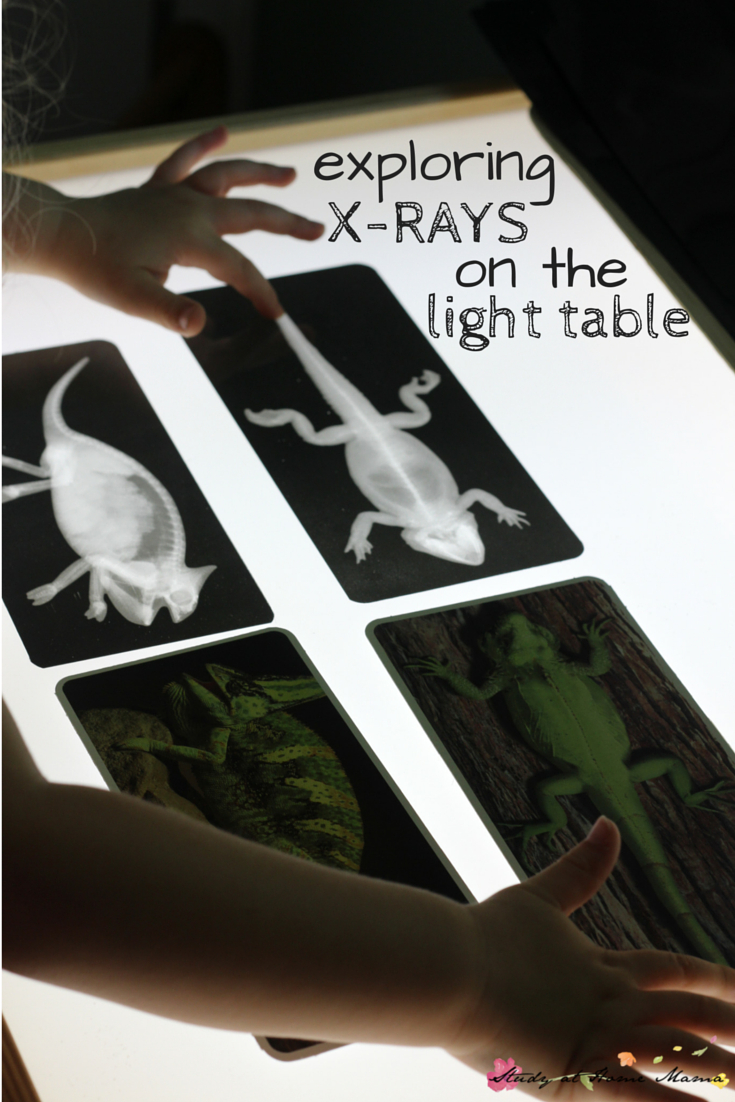 Zoology: Exploring X-Rays On The Light Table | Montessori Homeschool - Free Printable Animal X Rays